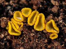 Image result for Chlorosplenium chlora