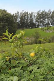 Fruit Trees Are Famously Vulnerable To Pests And Diseases So Just Taking The Time To Figure Out Which Pla Citrus Tree Garden Citrus Plant Planting Fruit Trees