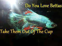I Love Betta Fish How To Catch Your Betta Safely Betta Fish Tank Betta Fish Betta Aquarium