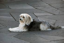 Some people wonder whether they can shave an old english sheepdog. Katalanischer Schaferhund Hunde Rassen Information Omlet