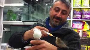 Kanarya Yavrusu Nasil Beslenir Youtube
