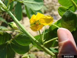 Image result for Senna tora