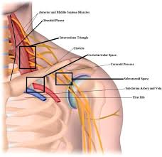 The names imply that the two types differ in density, or how tightly the tissue is packed together. Exercises For Thoracic Outlet Syndrome ð—£ ð—¥ð—²ð—µð—®ð—¯