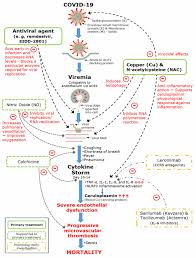 Covid 19 The Potential Role Of Copper And N Acetylcysteine Nac In A Combination Of Candidate Antiviral Treatments Against Sars Cov 2