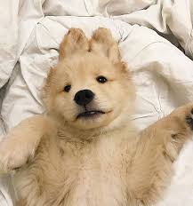 Download the perfect cute dog pictures. Cute Dog And Aesthetic Image 6604948 On Favim Com