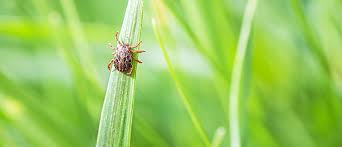 Image result for Tick Paralysis
