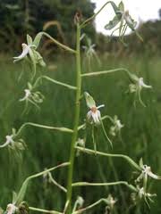 Image result for Habenaria silvatica