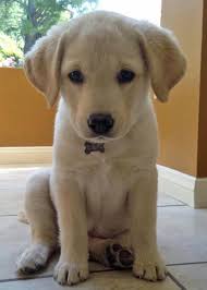 Find the perfect puppy for sale in orlando, florida at next day pets. Just Look At This Cute Labrador Retriever Puppies Labradors Are The Cutest Dogs In The World We Have Got Be Cute Labrador Puppies Labrador Puppy Cute Puppies