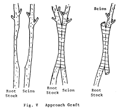 Résultat de recherche d'images pour "Inarching"