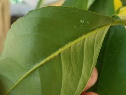 However lemon trees of all varieties should be brought indoors or to a heated greenhouse when the night temperature is as low as 50 ° f (10 ° c) and placed in a sunny window for. Growing Dwarf Citrus University Of Maryland Extension