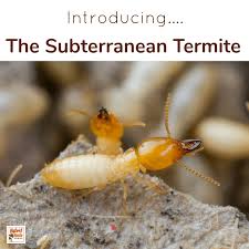 How much to get rid of termites. How To Get Rid Of Termites Naturally Hybrid Rasta Mama