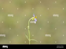 Image result for Exacum oldenlandioides