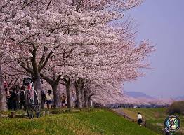 西日本最大級の桜並木といえば おの桜づつみ回廊 美しいピンク色の桜並木をゆるくポタリングするのも気持ちいでしょうね おの桜づつみ回廊 桜 桜並木 giantbikes ridelife ridegiant country roads tree plants