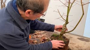 See more ideas about maple bonsai, bonsai, japanese maple bonsai. Shaping Japanese Maple Bonsai Part 2 How To Shape A Bonsai Tree Herons Bonsai Uk