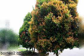 This page is about pokok tembusu,contains trees and plants: Pokok Kelat Paya Eugenia Oleina Landscape Concept Landscaping Plants Plants