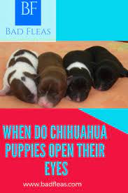 You may have heard the popularly. When Do Chihuahua Puppies Open Their Eyes Best Pet Care Hub Chihuahua Puppies Dog Skin Care Dog Paw Care