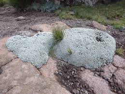 Image result for Helichrysum adenocarpum