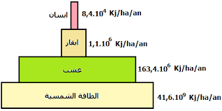 ـ تدفق المادة و الطاقة