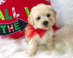 These maltipoos are hypoallergenic and make great lap dogs! Maltipoo Puppies For Sale Houston Tx Maltipoo Puppy Maltipoo Puppies For Sale Maltipoo