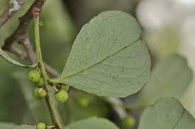 Image result for Maytenus undata