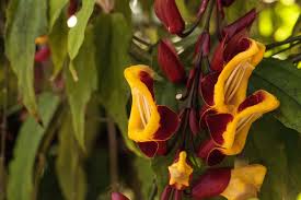 Image result for Thunbergia mysorensis