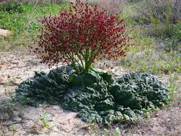 Image result for Zygophyllum leucocladum