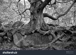 Black White Beech Tree Root System Stock Photo Edit Now 86409949