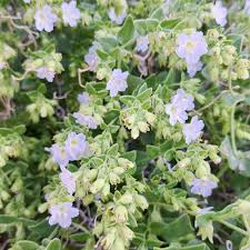 Image result for Nyctaginaceae