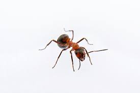Ants Ewasp Often travel in heavy trails to food argentine ants can be tough to control because of their many possible nesting sites within one.