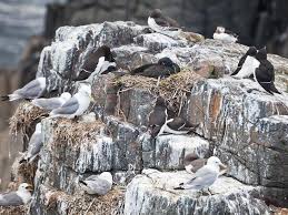 Die Wichtigsten Naturdunger Im Uberblick Dunger Fur Pflanzen Pflanzen Pflanzenschutz