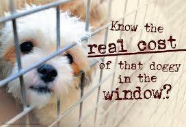 Welcome to petland florence pet store. Make It Illegal To Sell Dogs Puppies In Pet Stores Home Facebook