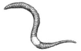 What must happen for earthworms to be able to breathe through the skin? Earthworms