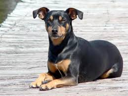 Look at pictures of manchester terrier puppies who need a home. Everything About Your Manchester Terrier Luv My Dogs