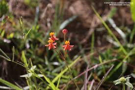 Image result for Stathmostelma pedunculatum