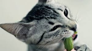 Asparagus is a very tasty food that also contains vitamins and minerals which is good for the healthy life of your dog. Can Cats Eat Asparagus