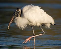 Birds Outside My Window Outside My Window Beyond Bounds Wood Stork Stork