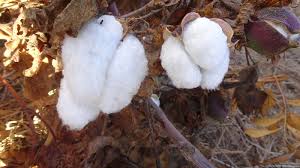 Image result for Gossypium triphyllum