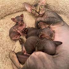 We did not find results for: Exotic Pets Near Me For Rehoming Home Facebook