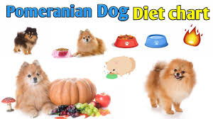 Pomeranian Dog Diet Chart In Hindi Pomeranian Dog Diet Plan