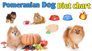 pomeranian dog diet chart in hindi pomeranian dog diet plan