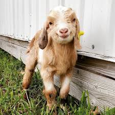 goat igdailis on instagram i love you goodspeedacres hope you all goat smiles on this wonderful monday goat picture goats cute animals