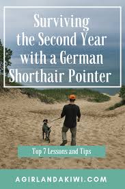 Tips For Training A German Shorthair Pointer Second Year A Girl And A Kiwi German Shorthair German Shorthaired Pointer Training German Shorthaired Pointer
