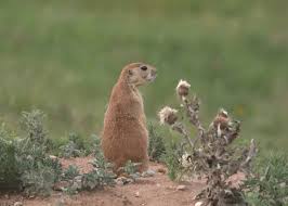 Image result for Cynomys ludovicianus obrázek