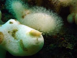 Image result for Phaulopsis sangana