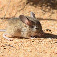 Parts of australia are battling a plague of rodents. Hopping Mice Bush Heritage Australia