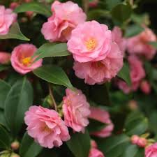 Practical plants is a community wiki. Camellias Are Bursting Into Bloom In Pink Red Cream And Yellow