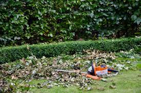 Allerdings gucken sie nach dem rückschnitt in ein loch, was bei einer dann nur noch hüfthohen hecke nicht so toll aussieht. Die Hecke Richtig Schneiden Darauf Musst Du Achten Willkommen In Franks Kleinem Garten