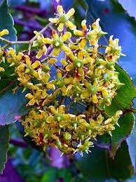 Image result for Englerodendron