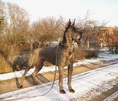 Greatdanetips Great Dane Dogs Dane Dog Great Dane