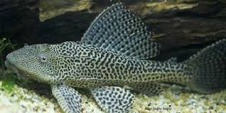 Pemilihan lokasi pembuatan kolam koi mempengaruhi kesehatan koi. 10 Jenis Ikan Pembersih Akuarium Bikin Bersih Dan Cantik Pintarpet